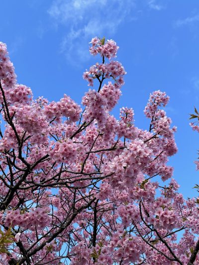 河津桜🌸 | お出かけ・インテリア・食べ物